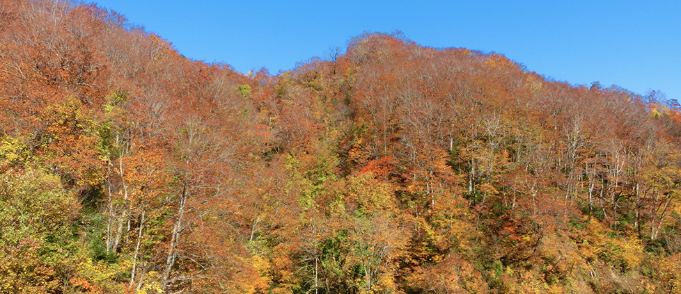 国有林野所管換